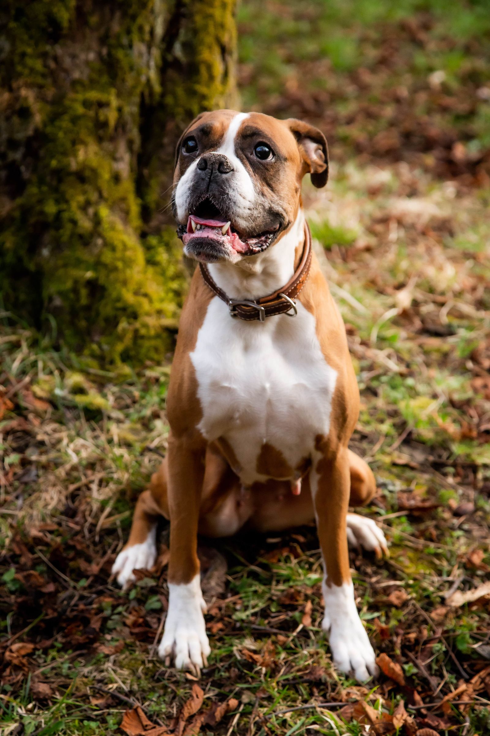 Luna - Boxermädchen von Tamara